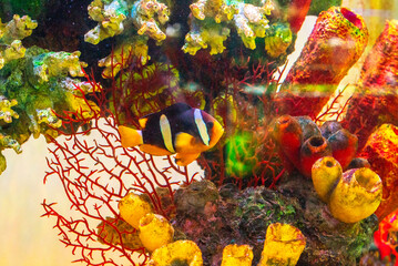 Diverse Marine life and fresh water fishes on display at the Namma Bengaluru Aquarium in Karnataka India