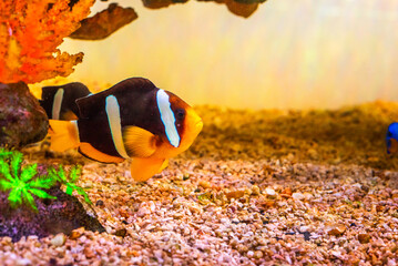 Diverse Marine life and fresh water fishes on display at the Namma Bengaluru Aquarium in Karnataka India
