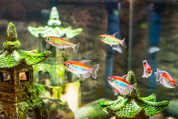 Diverse Marine life and fresh water fishes on display at the Namma Bengaluru Aquarium in Karnataka India