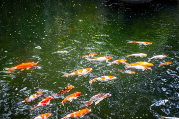 Diverse Marine life and fresh water fishes on display at the Namma Bengaluru Aquarium in Karnataka India