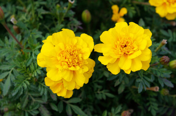 yellow marigold flowers in the garden