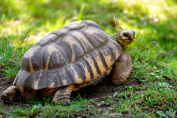 Wild turtle basks in the sunny garden	