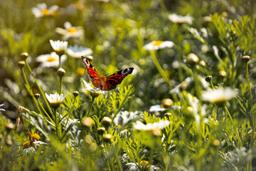 White daisy flowers and red butterfly on a alpine meadow	