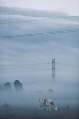 Krowy we mgle  © AlanBaczewski