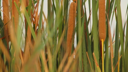 cañiza en el Delta del Ebro, la Ampolla, buen escondite para los patos, fondo escritorio, fondo pantalla, cortina natural