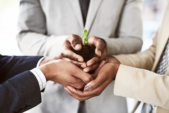 Team, growth and plant with hands of business people in office for economy, investment committee and future. Sustainability, portfolio management and profit with soil closeup for wealth assets