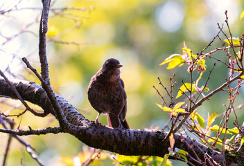 Female blackbird 