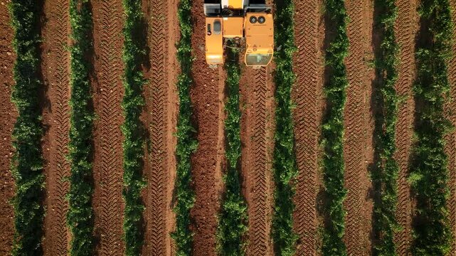 GRAPE HARVESTER, VIEW FROM ABOVE WHILE HARVESTING 3