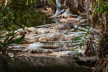 Crocodile nest in the Far North Queensland, Australia