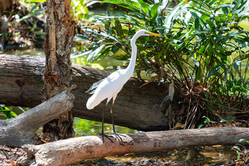 Great Egret in Queensland, Australia