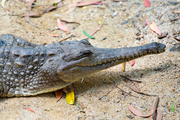 Crocodile in The Far North Queensland, Australia