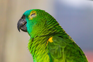 Scaly-breasted Lorikeet in Queensland, Australia