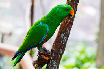 Eclectus Parrot in Queensland, Australia
