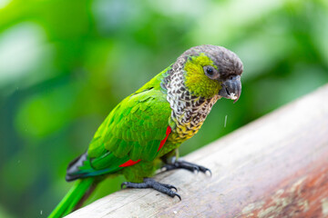 Young Scaly-headed parrot, Brazil