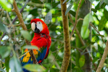 Scarlet Macaw parrot