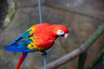 Scarlet Macaw parrot