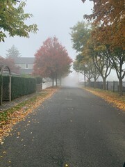 Misty and Foggy Trail during early autumn morning - with copy space