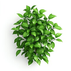 Green leafy bush with a flat background.