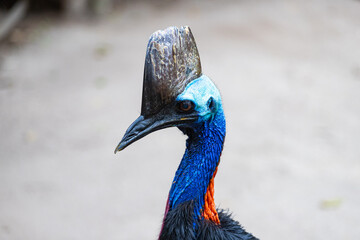 Cassowary in Far North Queensland, Australia