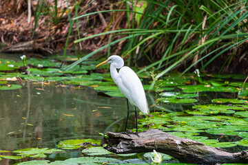 Great Egret in Queensland, Australia