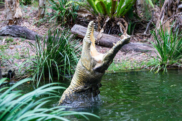 Crocodile feeding in the Far North Queensland, Australia