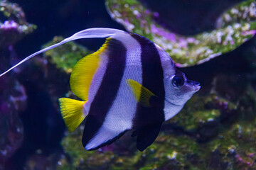 Pennant Coralfish in Queensland tropical water, Australia