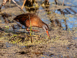 Virginia Rail (Rallus limicola) wading in a small stream looking for food.