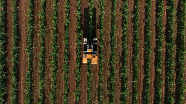 GRAPE HARVESTER, VIEW FROM ABOVE WHILE HARVESTING 2