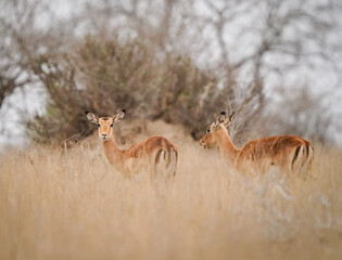 African impala in the savanna