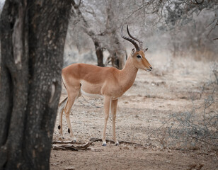 African impala in the savannah