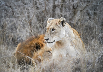 African lion and lioness