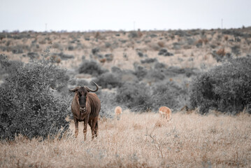 wildebeest in the savanna