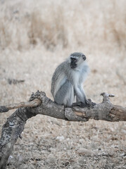 Monkey of South Africa