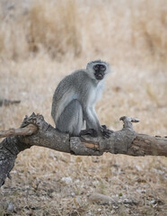 Monkey of South Africa