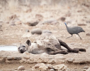 Hyena and escaping bird