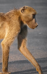 Baboons portrait