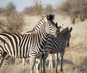 zebra in the savannah