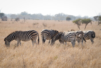 zebras in the savannah