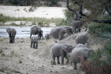African elephants in the savannah