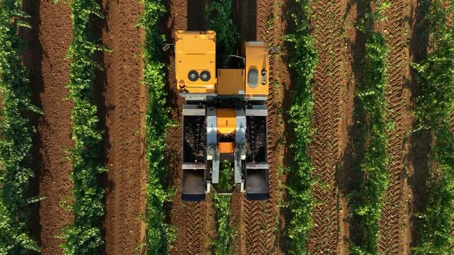 GRAPE HARVESTER, CLOSE UP VIEW FROM ABOVE WHILE HARVESTING 2