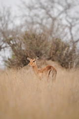 impala in African savanna