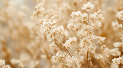 close up of a field of cream flowers landscape wallpaper background backdrop