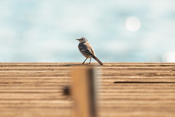 Wagtail on the lake. Bird photos.