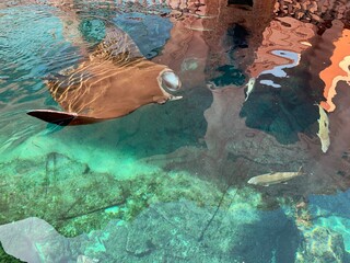 Manta ray swimming in a pool of clear waters with copy space on the bottom