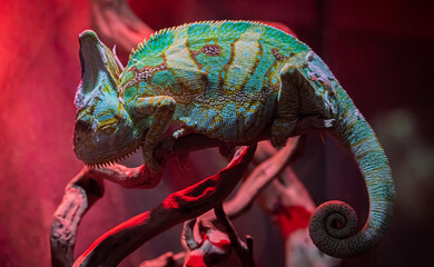 chameleon © Технології 345