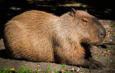capybara