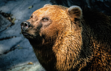 brown bear in the water