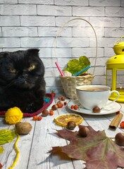 Black cat and autumn cozy interior fall mood, tea, knitting, light and candle
