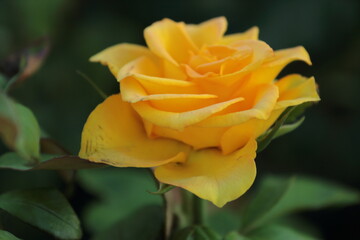 yellow rose 