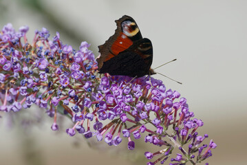 European peacock butterfly (Aglais io) perched on summer lilac in Zurich, Switzerland